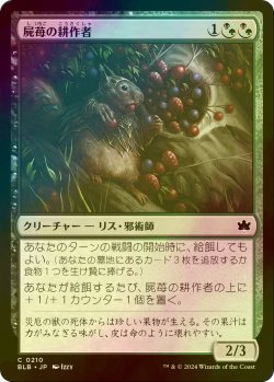 画像1: [FOIL] 屍苺の耕作者/Corpseberry Cultivator 【日本語版】 [BLB-金C]