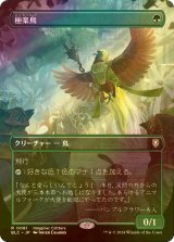 [FOIL] 極楽鳥/Birds of Paradise (全面アート版) 【日本語版】 [BLC-緑R]