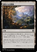 進化する未開地/Evolving Wilds 【日本語版】 [BLC-土地C]