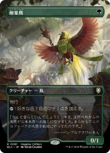 極楽鳥/Birds of Paradise (全面アート版) 【日本語版】 [BLC-緑R]