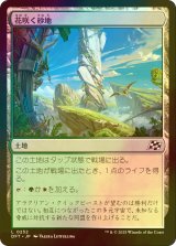 [FOIL] 花咲く砂地/Blossoming Sands 【日本語版】 [DFT-土地C]