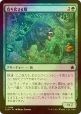 [FOIL] 待ち伏せる狼/Ambush Wolf 【日本語版】 [FDN-緑C]