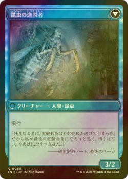 画像2: [FOIL] 秘密を掘り下げる者/Delver of Secrets 【日本語版】 [INR-青C]