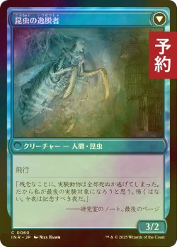 画像2: [FOIL] 秘密を掘り下げる者/Delver of Secrets 【日本語版】 [INR-青C] (予約D)