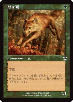 画像1: 若き狼/Young Wolf (旧枠) 【日本語版】 [INR-緑C]