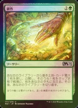 画像1: [FOIL] 耕作/Cultivate 【日本語版】 [M21-緑U]