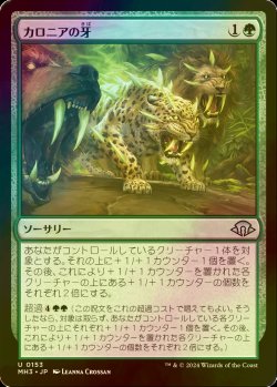 画像1: [FOIL] カロニアの牙/Fangs of Kalonia 【日本語版】 [MH3-緑U]