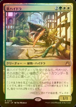 画像1: [FOIL] 草ハイドラ/Phytohydra 【日本語版】 [RVR-金R]