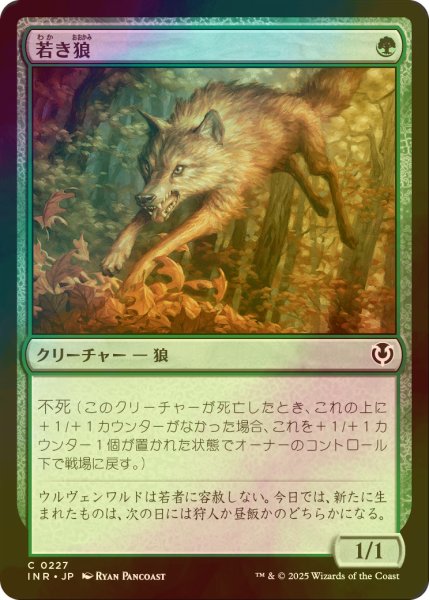 画像1: [FOIL] 若き狼/Young Wolf 【日本語版】 [INR-緑C] (1)