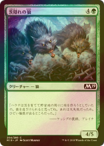 画像1: [FOIL] 茨隠れの狼/Thornhide Wolves 【日本語版】 [M19-緑C] (1)